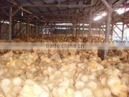 Fresh Indian Coconut in Semi Husked