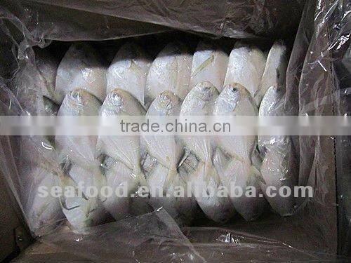 100-150g/pc frozen silver pomfret