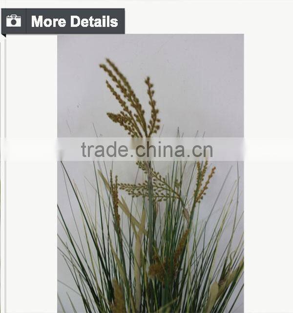 Natural green Papyrus scirpus validus potted onion grass