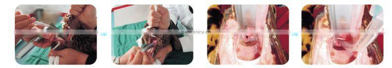 Fiber Optic Laryngoscope Animal use