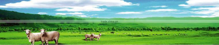 goat meat/mutton/lamb meat