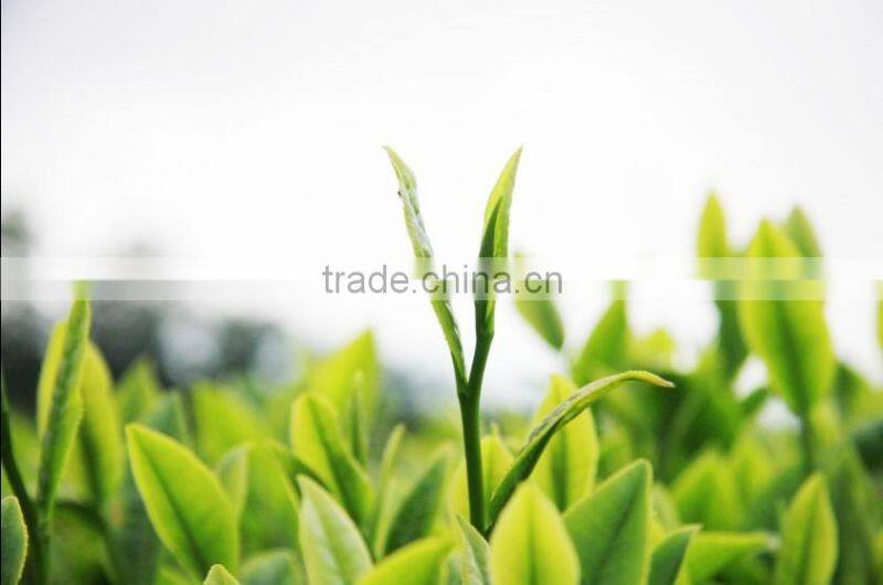 raw material 100 pure natural tea tree oil