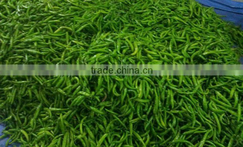FRESH GREEN CHILI
