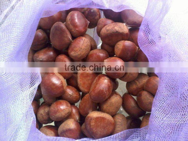 high quality 5kg gunny bag fresh chinese chestnut for Jordan