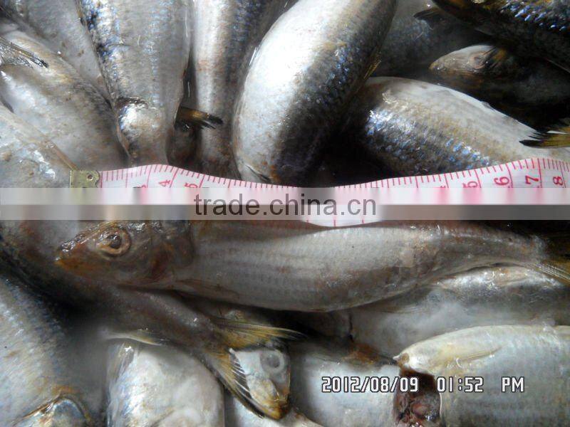 Frozen Sardine fish