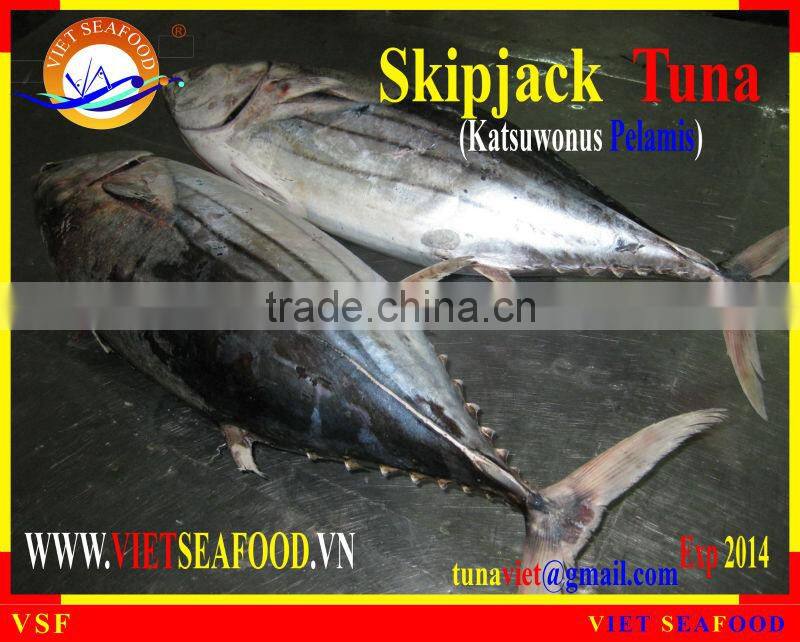 FROZEN SKIPJACK TUNA W/R