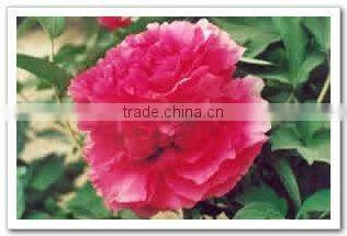 Tree Peony Plant Root