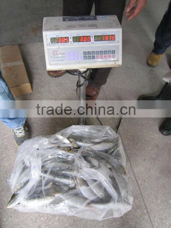 horse mackerel Atlantic