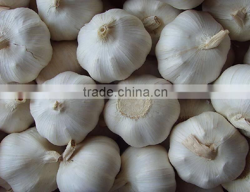 fresh garlic