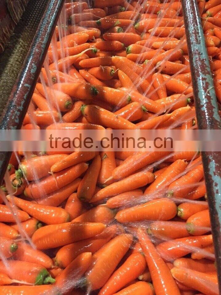 VIETNAM FRESH CARROTS CHEAP
