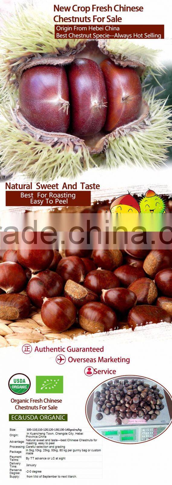 hot sale Organic Fresh Chinese Chestnut