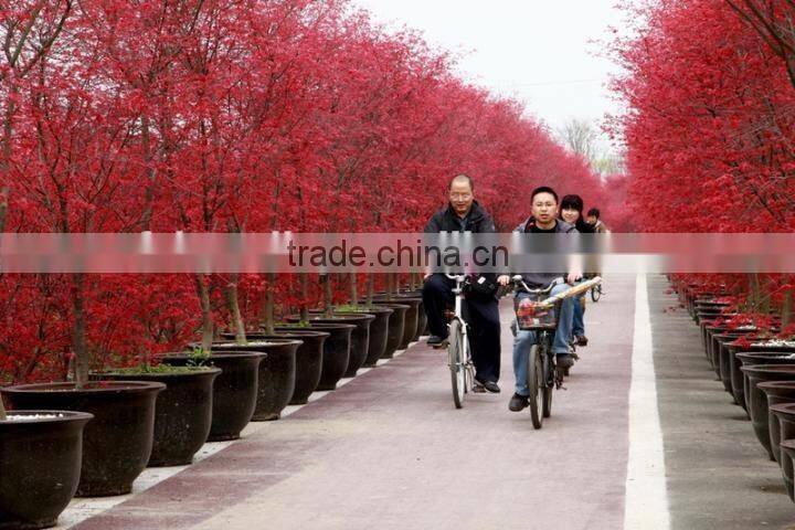 Acer rubrum /Acerpalmatum/Japanese Maple tree seeds for planting