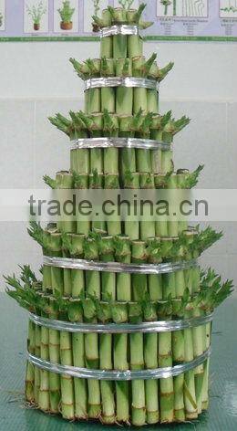 layers towers / ties fengshui Draceana Lucky bamboo from professional nurseries