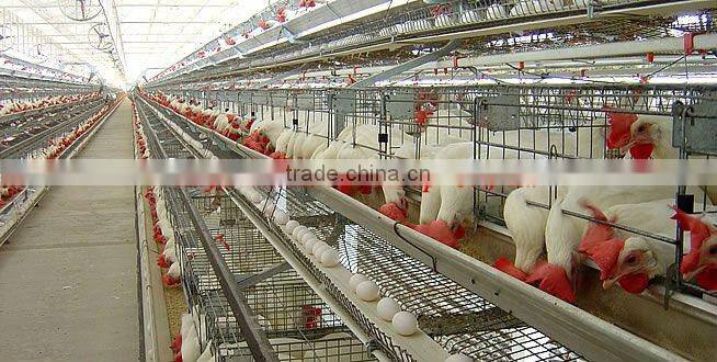 layout poultry farm house design ( product, equipment )