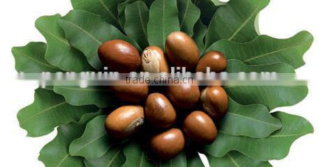 Full continuous shea nut butter press&extraction plant with CE certificate