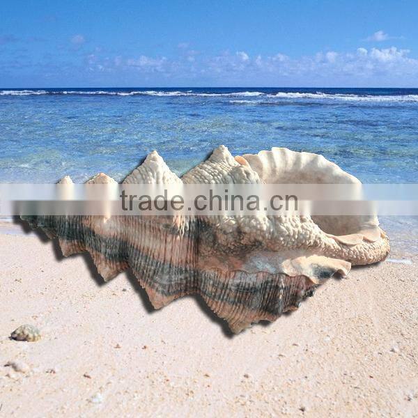 Large marble trumpet shell, garden sea shell sculpture