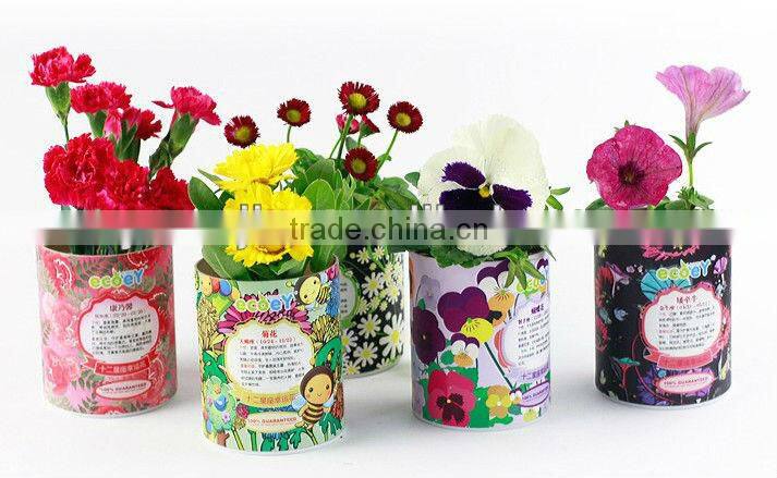 Fashion Twelve constellations lucky flower potted plant -forget-me-not