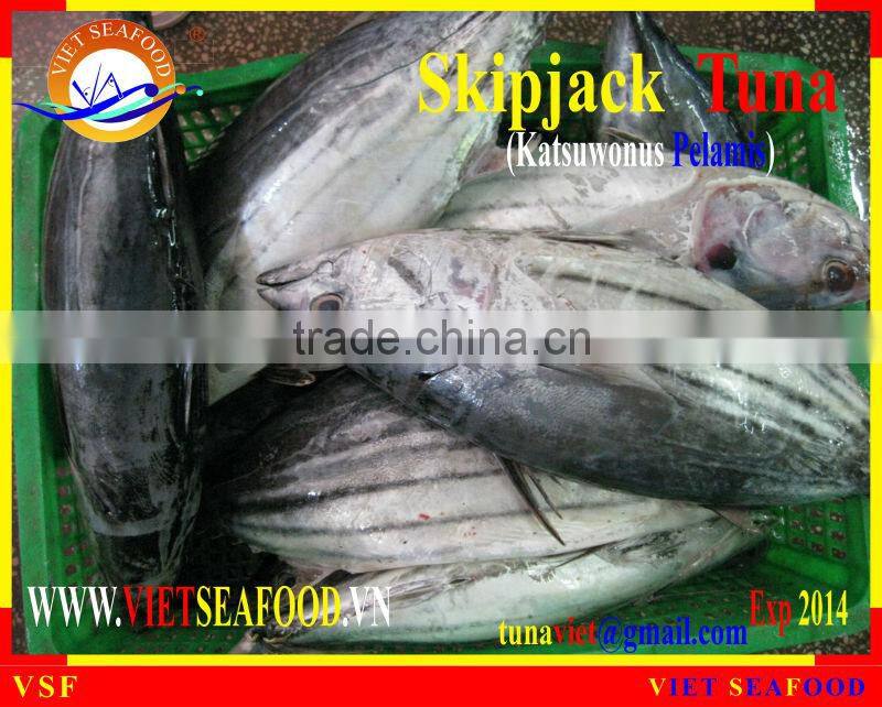 FROZEN SKIPJACK TUNA WHOLE ROUND