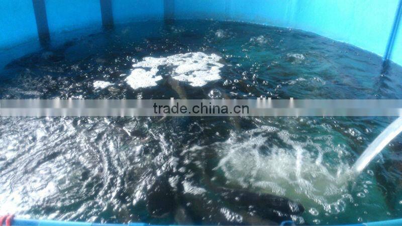 Folding Collapsible Polygon Fish Ponds for Aquaculture