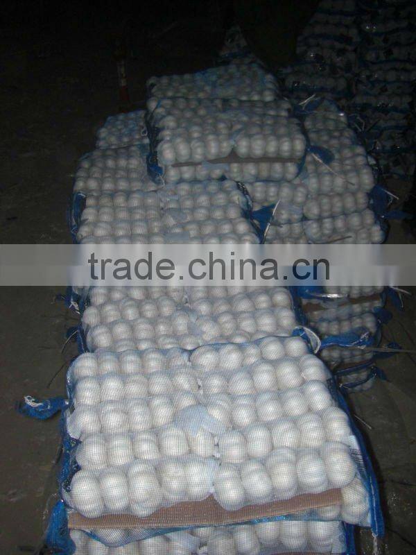 Normal Fresh White Garlic