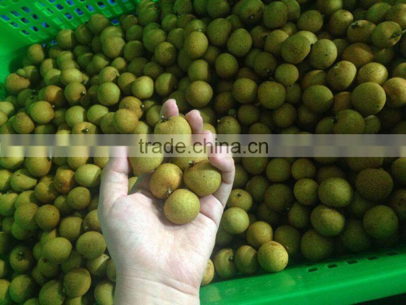 100% sweet,juicy,health longan thai fruit fresh