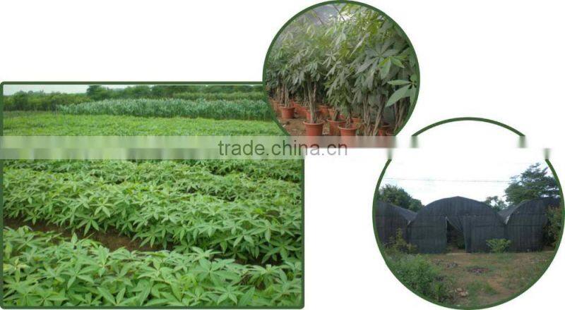 5 braided 60cm pachira aquatica bonsai money tree plant indoor ornamental decorative potted plants nursery