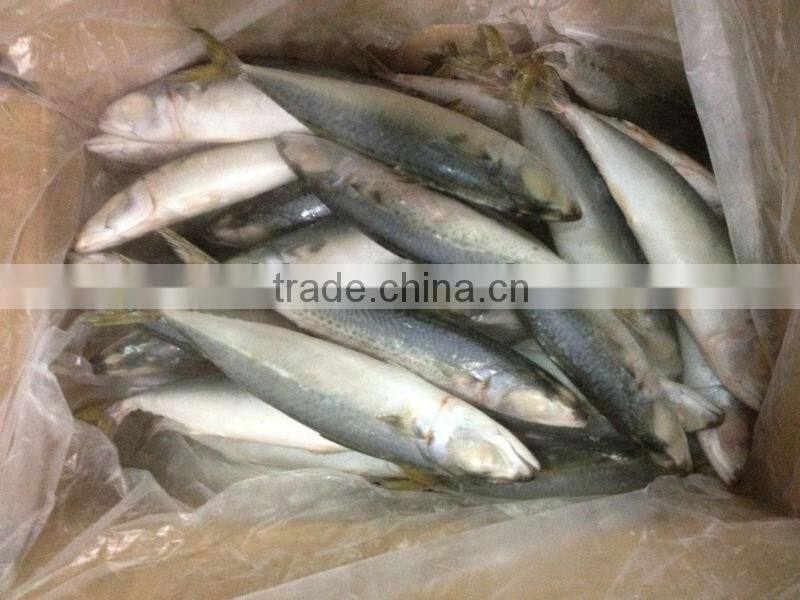 IQF frozen pacific mackerel fish