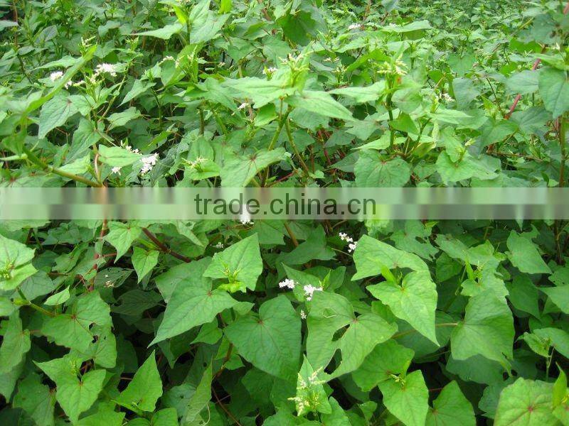 Pure Buckwheat Honey