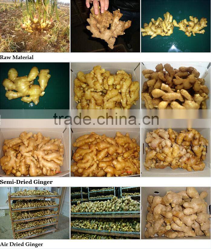 2015 new crop ginger price fresh ginger
