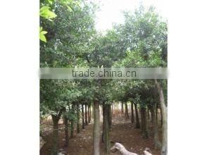 Ficus altissima