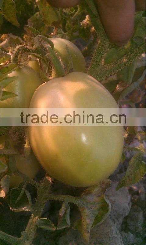Red Stone Hybrid Tomato Seeds