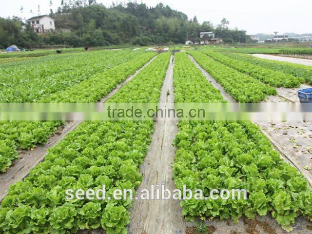 good quality lettuce seeds for planting