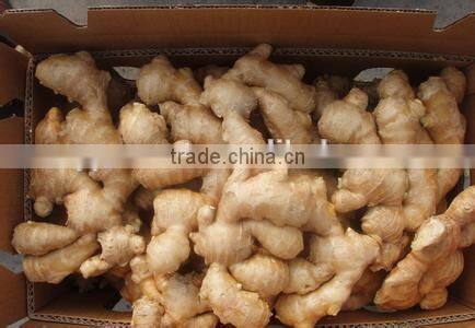 New crop slim ginger with competitive export price