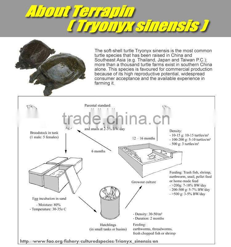 Taiwan Natural health Essence of Terrapin drink fine nutrition