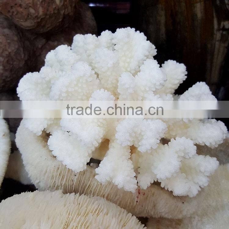 Snowy White Corals Trees Big Coral Insect Fossils Mushroom Corals