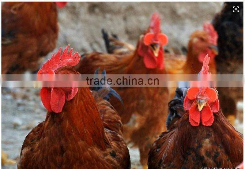 poultry glasses protective glasses chicken glasses eye glasses