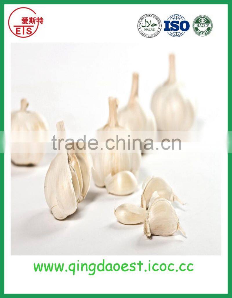 Good quality and best price hot sale fresh pure white garlic