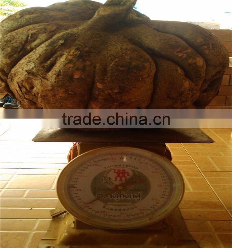 nature Pueraria Mirifica of breast tightening oil
