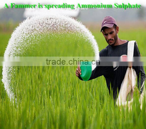 Ammonium Sulphate Granulr drying ones export specially to Europe