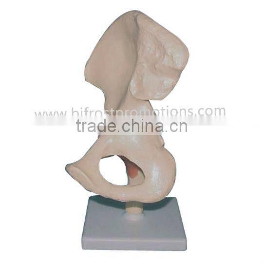 Hip Joint with Ligament Model