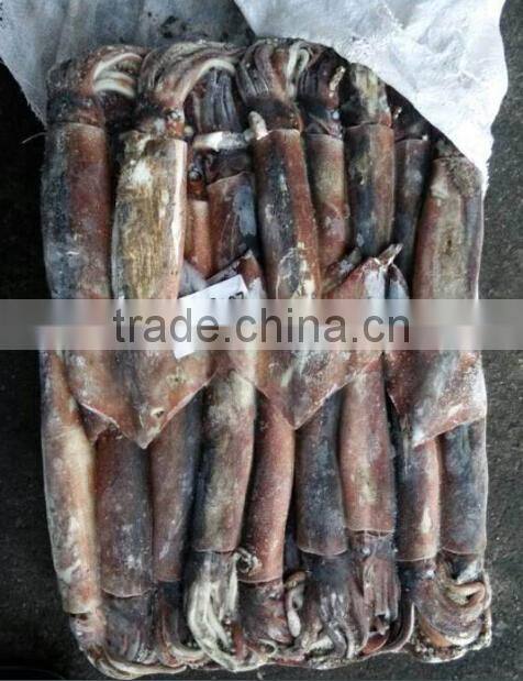 Sea frozen WR illex argentina squid