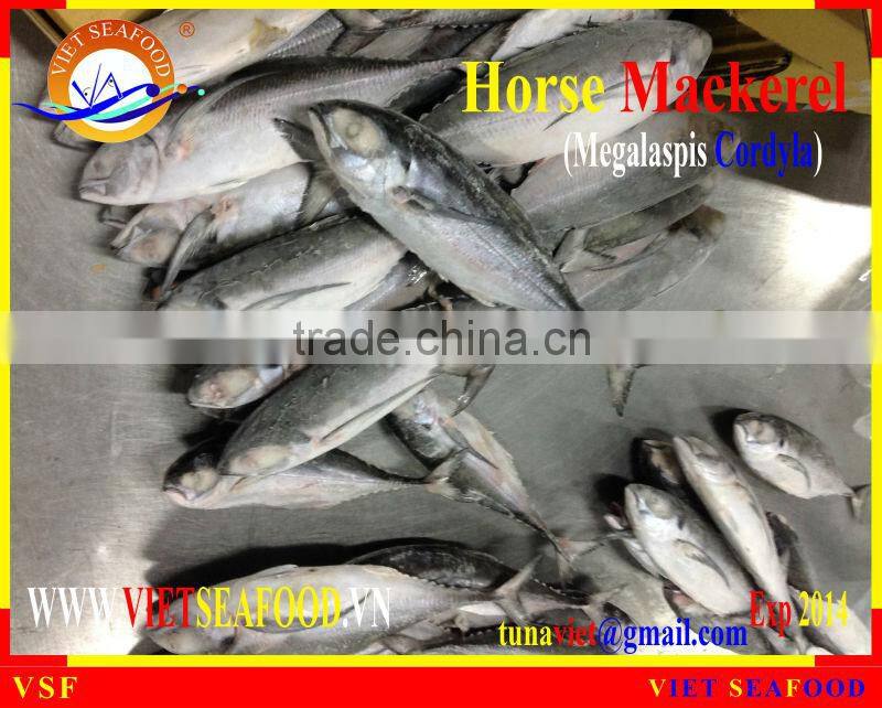 FROZEN W/R HORSE MACKEREL