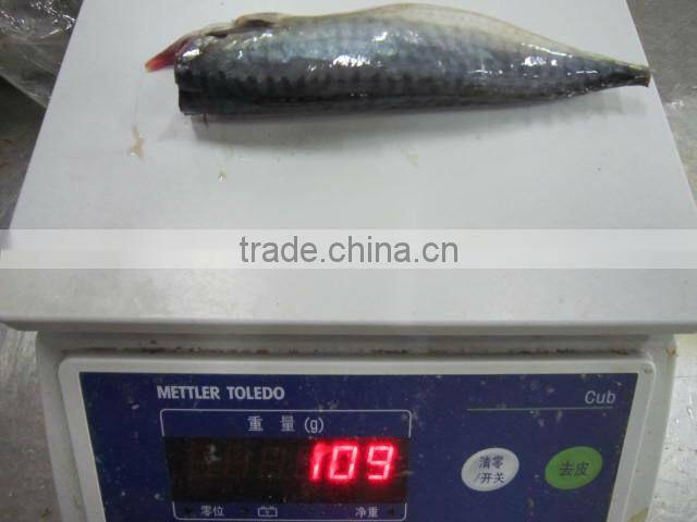 Pacific mackerel HGT