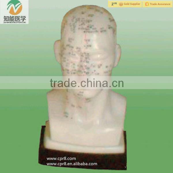 High Quality Head Chinese Acupuncture Model