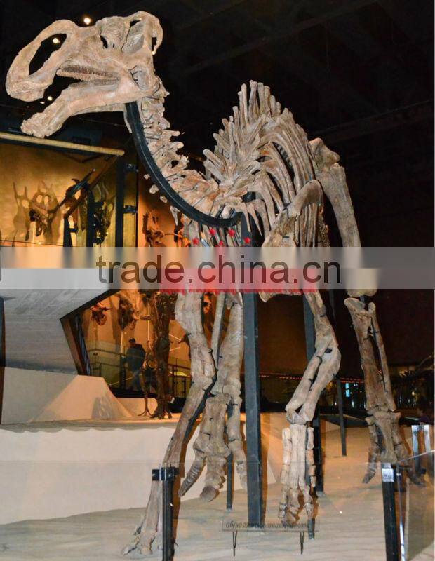 Life Size Dinosaur Skeleton Replica Of Gryposaurus