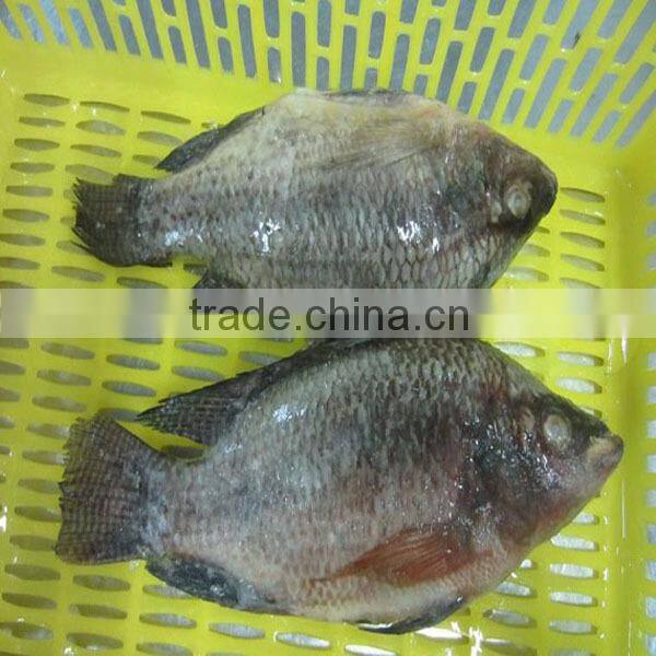 Frozen Whole Tilapia Fish 500g To 800g