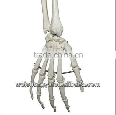 Biological Science Human Model Standard 85cm Skeleton on Pelvic Mounted Base