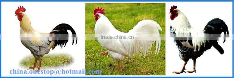 Chicken Slaughter Equipment for Poultry Farm