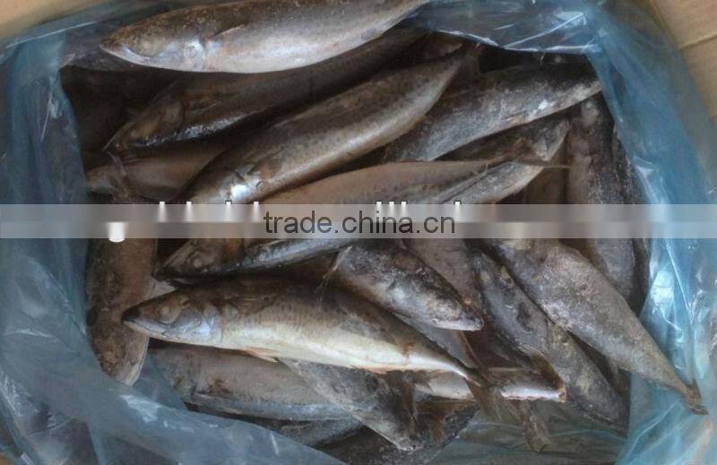 cheap price size 200-300g/pcs whole round frozen mackerel