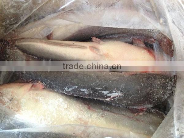 Frozen catfish whole round from catfish fish farm